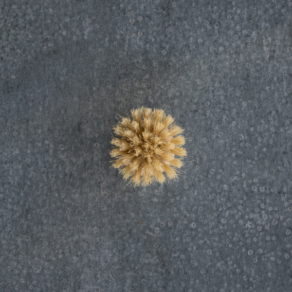 A timber and natural bristle replacement head for the natural bristle dish brush. 