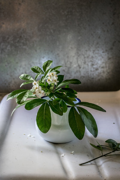 Falcon enamel milk jug, white with blue rim.